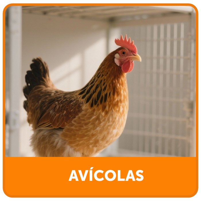 Avícolas