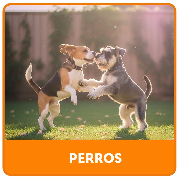 Perros