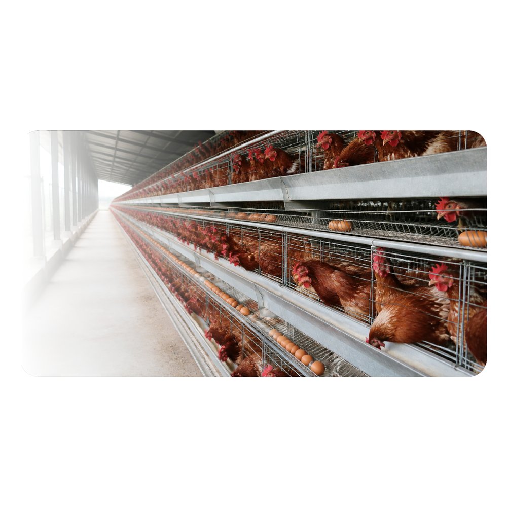 Instalaciones de producción de huevos de Tecniaves