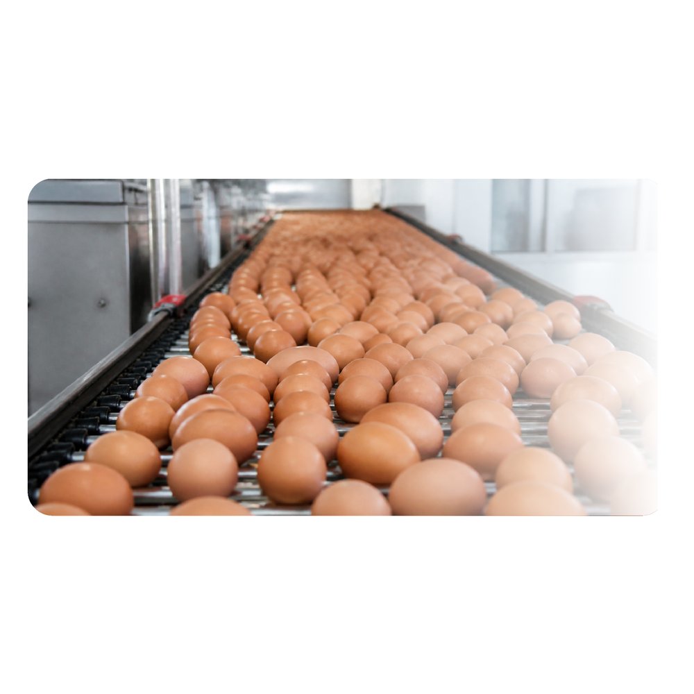 Huevos frescos en línea de producción de Tecniaves